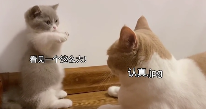 黄桃不是猫是谁