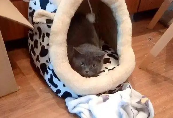 猫咪被困家中73天,独自顽强求生,再见主人时,它哭得泪流满面