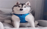 哈士奇Vicky是真的吗