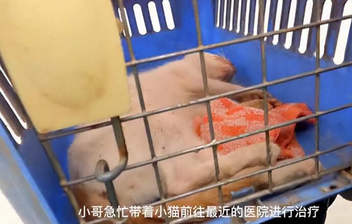 被撞到的小猫奄奄一息，幸好得到小伙帮助 