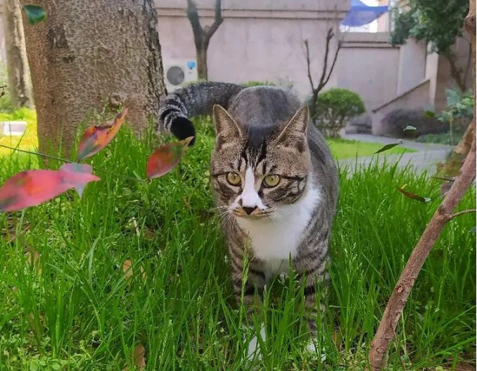 猫生得意