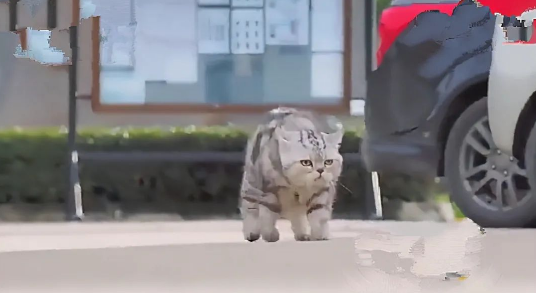 猫咪这大摇大摆的走姿，实在太有趣了!