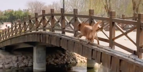 金毛寻回犬为什么叫寻回犬