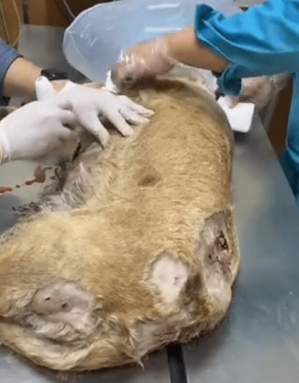 被其它狗狗咬伤濒死的拉布拉多,狗主却不让救! 被其它狗狗咬伤濒死的拉布拉多,狗主却不让救!
