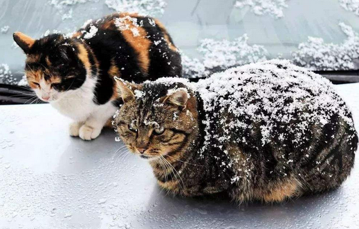 千万不能让宠物猫“流浪”，原因有这几个