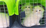 绿竹叶布偶猫主人是谁