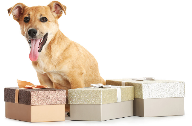 奇努克犬智商排行,奇努克犬和土狗的区别,奇努克犬的特征