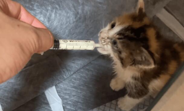漂亮小奶猫被领养后被深深宠爱着 漂亮小奶猫被领养后被深深宠爱着