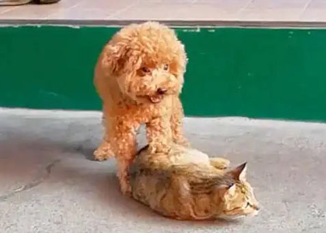 泰迪被猫咪养大,以为自己是猫 泰迪被猫咪养大,以为自己是猫