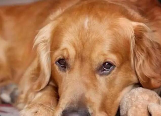 奇努克犬智商排行,奇努克犬和土狗的区别,奇努克犬的特征