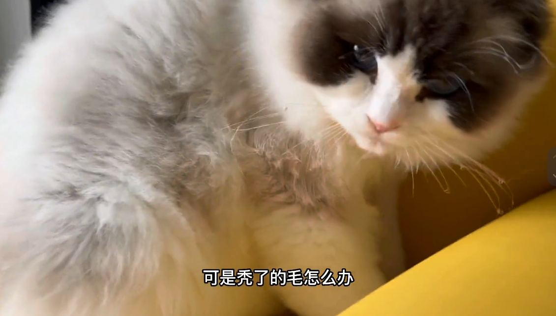 张霹雳的铲屎官是什么猫