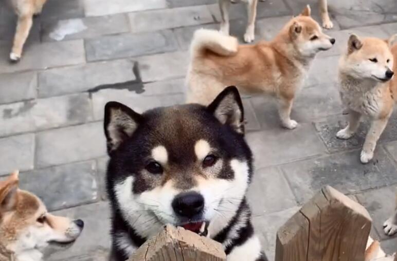 艾米秋田犬柴犬在哪里