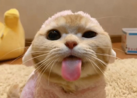 主人的这个部位，最好别让猫咪蹭
