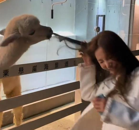 女子与酒店羊驼合影被啃咬头发，自嘲保养不好被当草