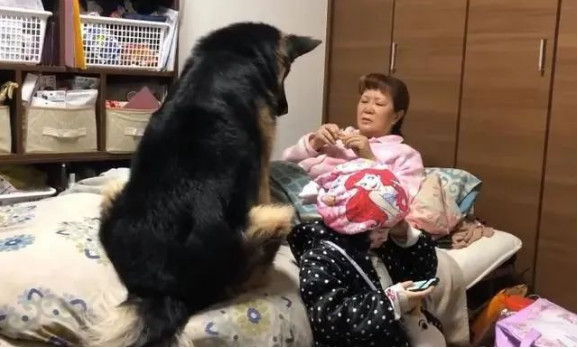 德牧以为自己是亲生的,跟“姐姐”抢妈妈,狗:我才是宝宝 德牧以为自己是亲生的,跟“姐姐”抢妈妈,狗:我才是宝宝