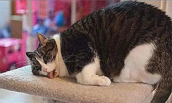 猫咪第一次闻猫薄荷，结果吸过量了，直接瘫在地上，笑翻了