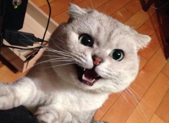 猫咪内心的真实想法，你真的知道吗？