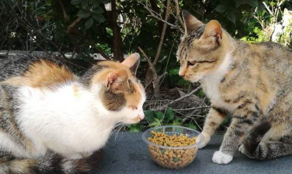 一只校园流浪橘猫走红了，假装自己被困，其实是为了骗吃骗喝