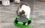 花大王的三只猫有什么区别