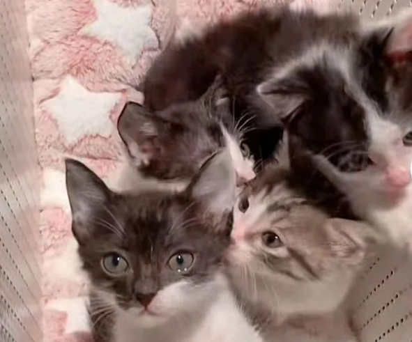 6只小猫被装在塑料袋中被弃