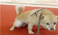 隔离在家 如何训练狗狗排便？