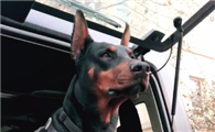 杜宾犬黑虎会什么