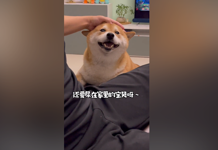 柴犬哼猪为什么那么胖