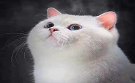 撸猫叫兽长什么样