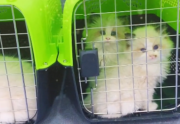 绿竹叶布偶猫主人是谁 绿竹叶布偶猫主人是谁