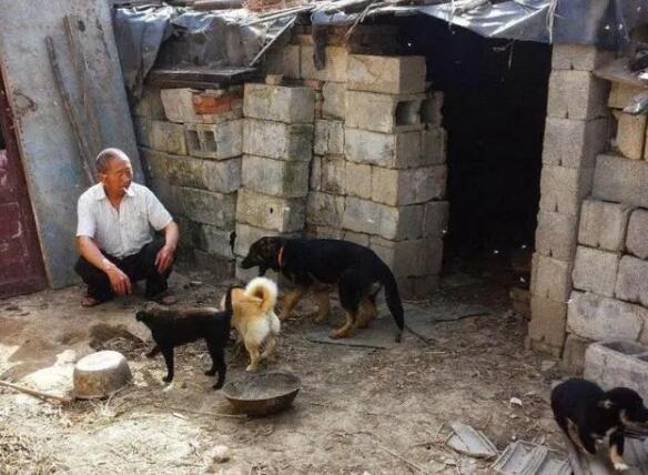 老祖宗的忠告：“喂狗别喂饱”是什么意思，其实后半句才是重点