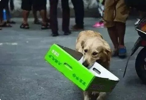 金毛独自上街捡废品，只为照顾独居老人！