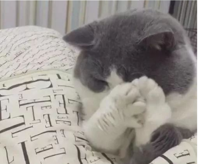 主人有了新欢猫咪吃醋不已，拒绝主人示好，喵：“拿开你的脏手”