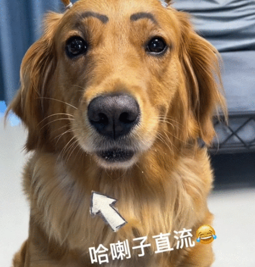 喝酒、美甲、过度摄入猫薄荷,“宠物网红”正在遭受伤害 喝酒、美甲、过度摄入猫薄荷,“宠物网红”正在遭受伤害