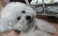 Lucky是只小比熊主人是谁