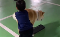 老李养五十只秋田犬狗会什么
