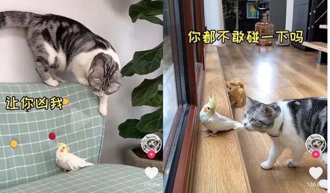 宠物盲盒被骂了,宠物们还被逼着“作戏”! 宠物盲盒被骂了,宠物们还被逼着“作戏”!