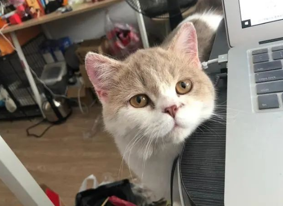猫咪被关家中68天！一心等主人回家，可等到的却是句让猫失望的话