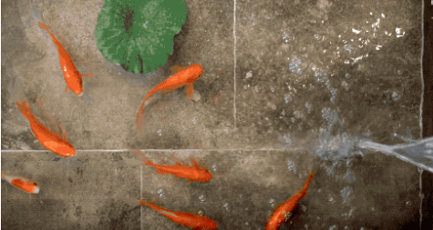 为了养鱼，直接在家里地板“掏”了个鱼池！