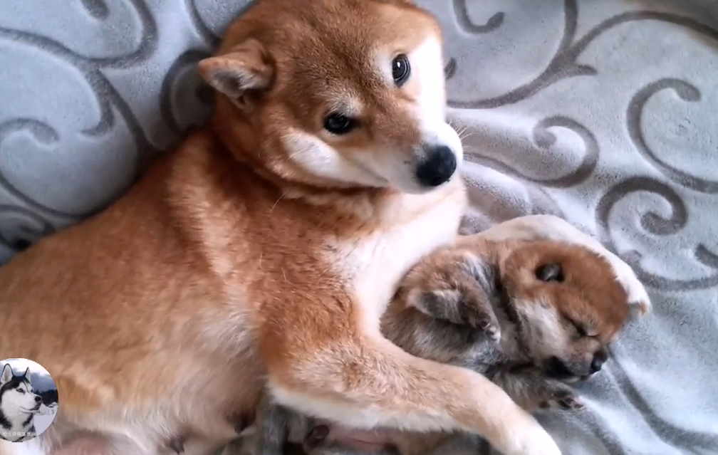 柴犬生了个“独子”,它紧抱着奶狗不放:别卖掉它,留下吧 柴犬生了个“独子”,它紧抱着奶狗不放:别卖掉它,留下吧