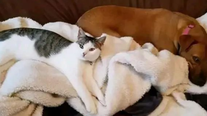 4只小猫相依为命，小白狸懂得勾搭人类，改变了命运