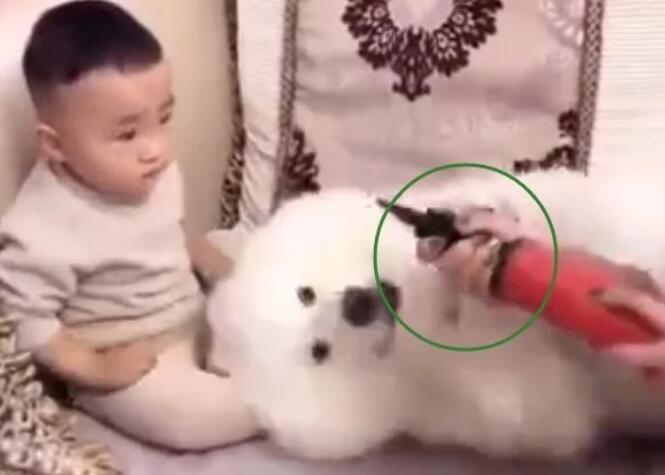 小主人被打,萨摩耶狗狗立刻就炸毛了,真是好狗啊 小主人被打,萨摩耶狗狗立刻就炸毛了,真是好狗啊