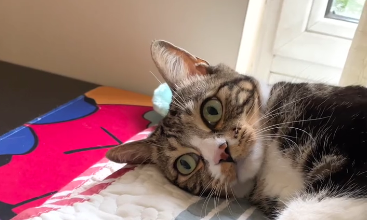 尿尿是只猫是什么品种