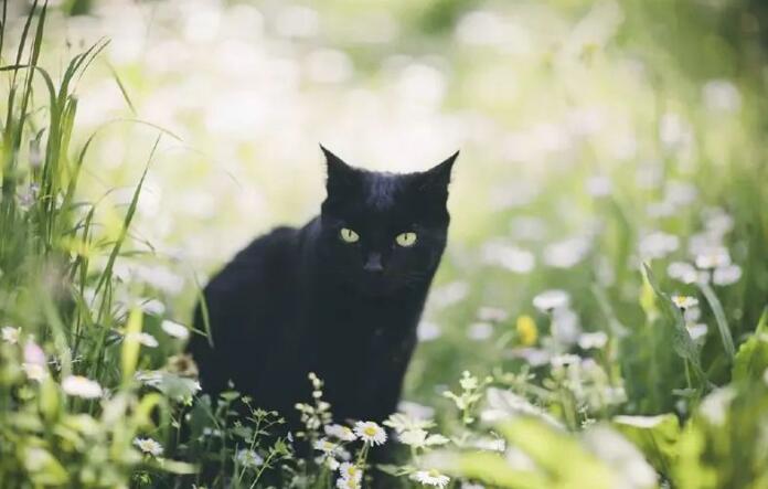 猫咪的毛色决定了它的性格,你知道吗? 猫咪的毛色决定了它的性格,你知道吗?