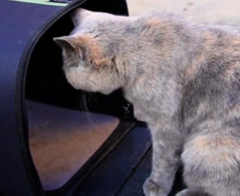 把流浪猫带回家,以为猫咪生病了,检查后觉得很心疼 把流浪猫带回家,以为猫咪生病了,检查后觉得很心疼
