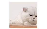 王辣辣是什么猫