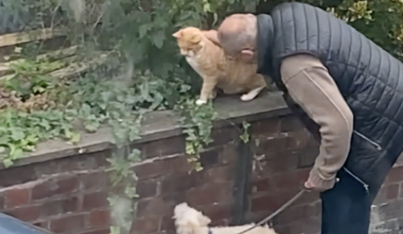 小狗狗要跟邻居家的大橘猫交朋友但没机会，主人在一旁给它神助攻