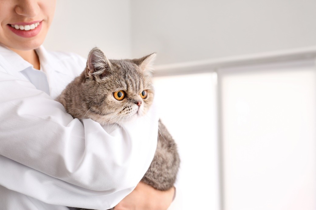猫咪得了猫鼻支该怎么办? 猫咪得了猫鼻支该怎么办?
