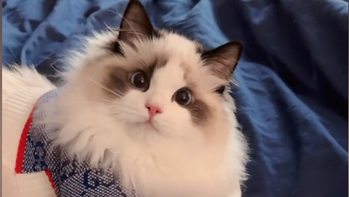 Sapphiredoll的布偶猫品相怎么样