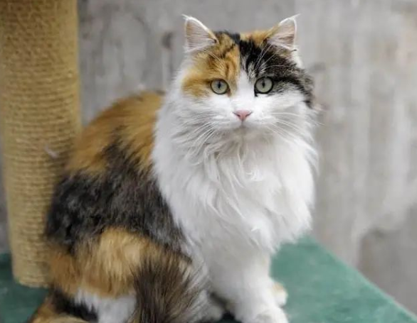 母爱伟大，猫妈妈产后，不顾疼痛爬向孩子