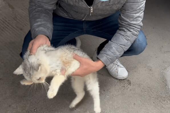 漂亮银渐层却沦为菜市场的流浪猫,身上多处受伤的猫咪,浑身散发着恶臭 漂亮银渐层却沦为菜市场的流浪猫,身上多处受伤的猫咪,浑身散发着恶臭